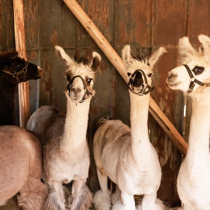 Vier Lamas stehen in einem Stall und schauen den Betrachter an.
