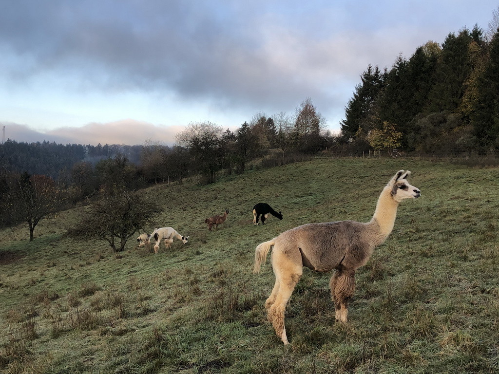 Auf einer hügeligen Weide in der Eifel erholen sich 5 Lamas vom Lama-Trekking.