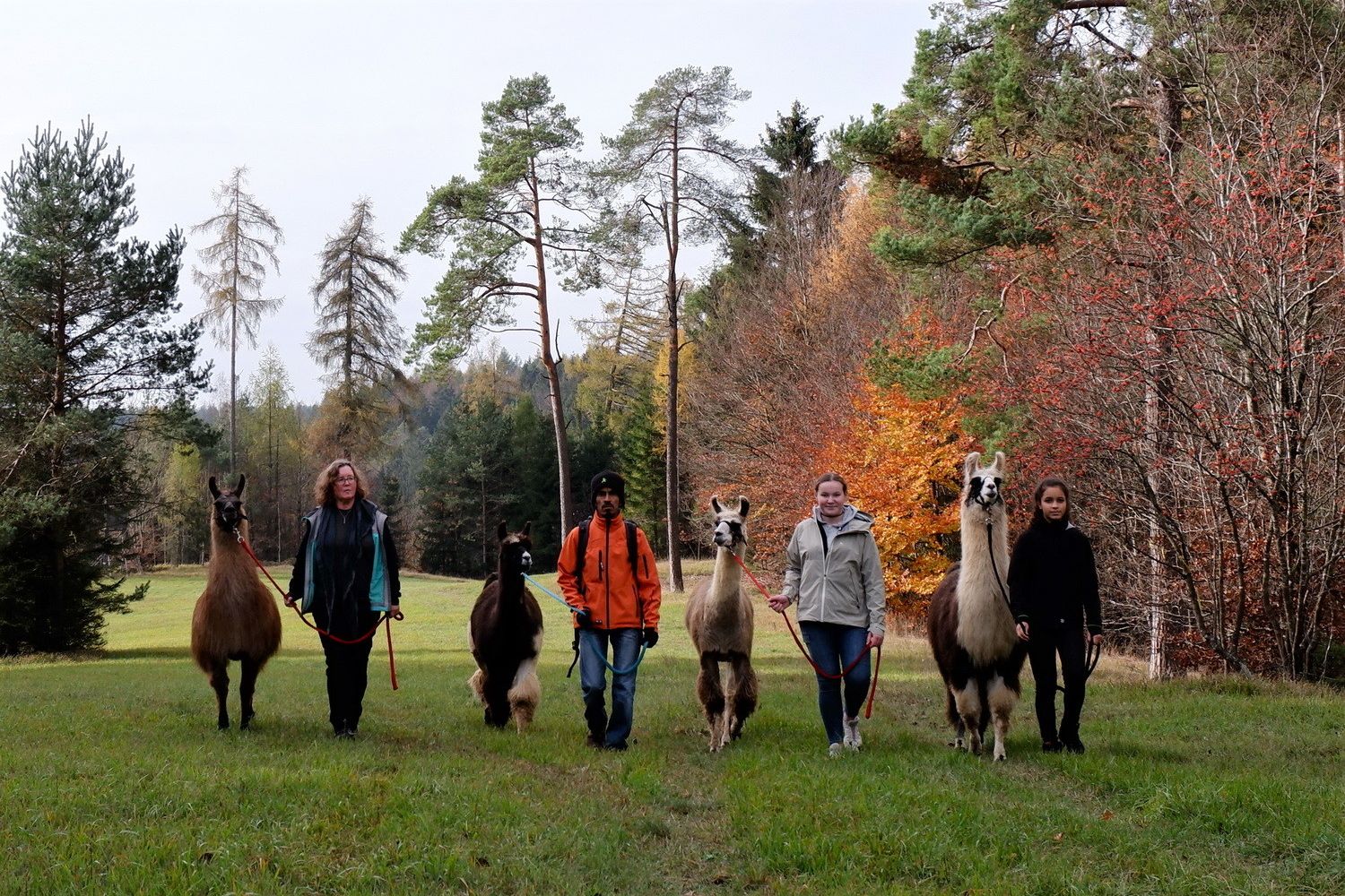 EIne herbstliche Lichtung in der Eifel. Vier Menschen wandern mit Lamas durch die Eifel.
