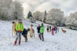 Wanderung mit Lamas in der winterlichen Eifel.