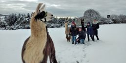 Familienwanderung mit Lamas im Winter