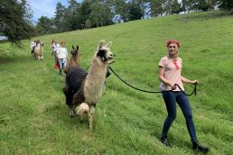 Freundinnen beim Junggesellinnenabschied mit Lamas in der Eifel.