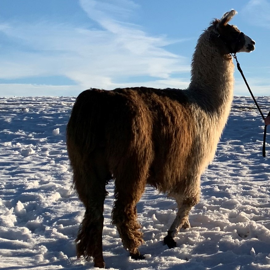 Lama Amur von den eifelnomaden