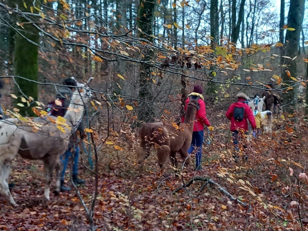 Lamawanderung in der Eifel: Im Herbstwald unterwegs