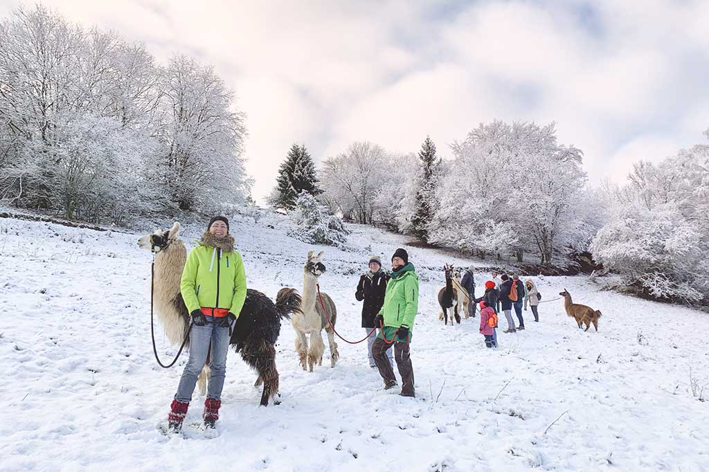 Wanderung mit Lamas und Alpakas in der Eifel mit Schnee im Winter.