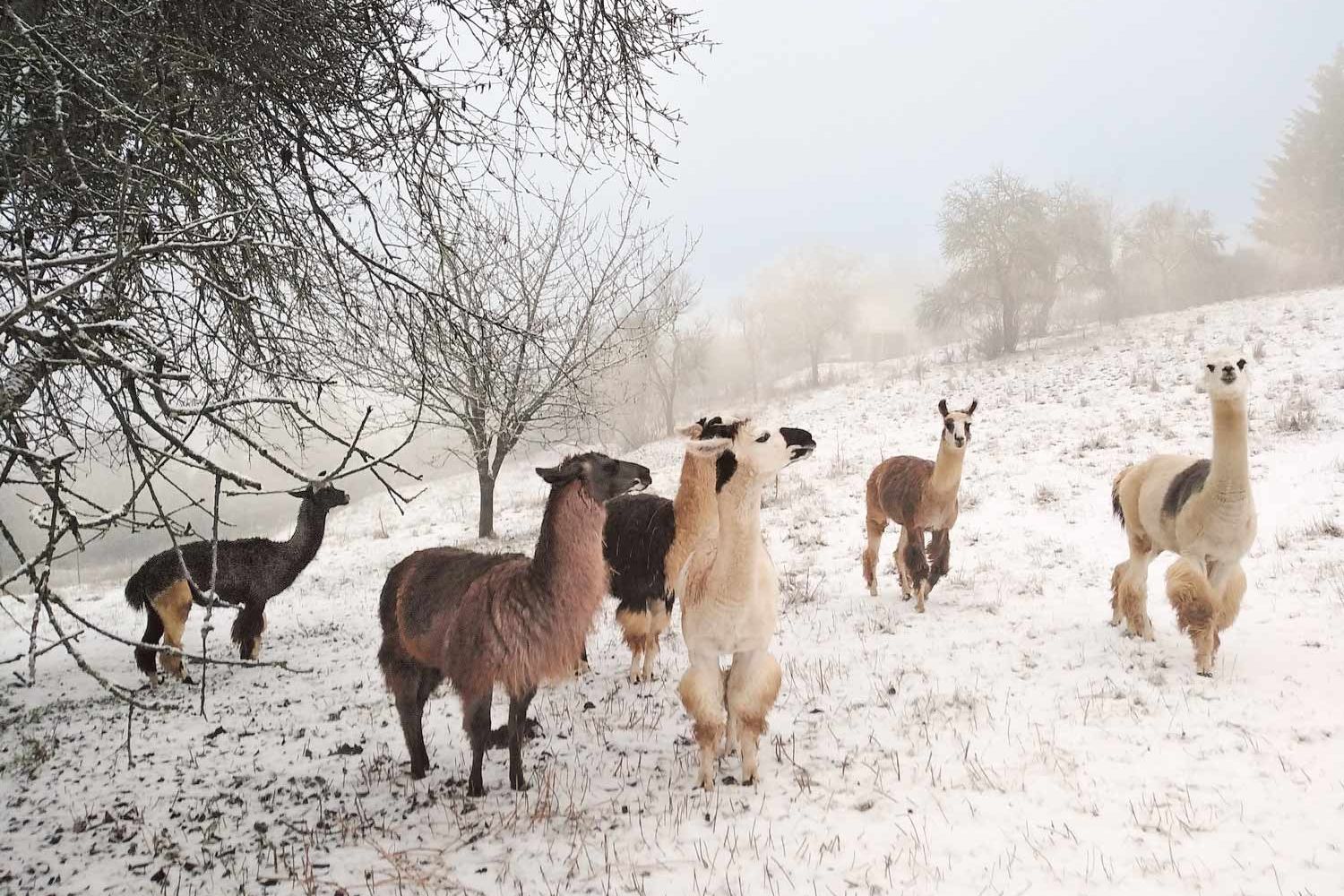 Eifel Lamas im Winter auf der Weide.
