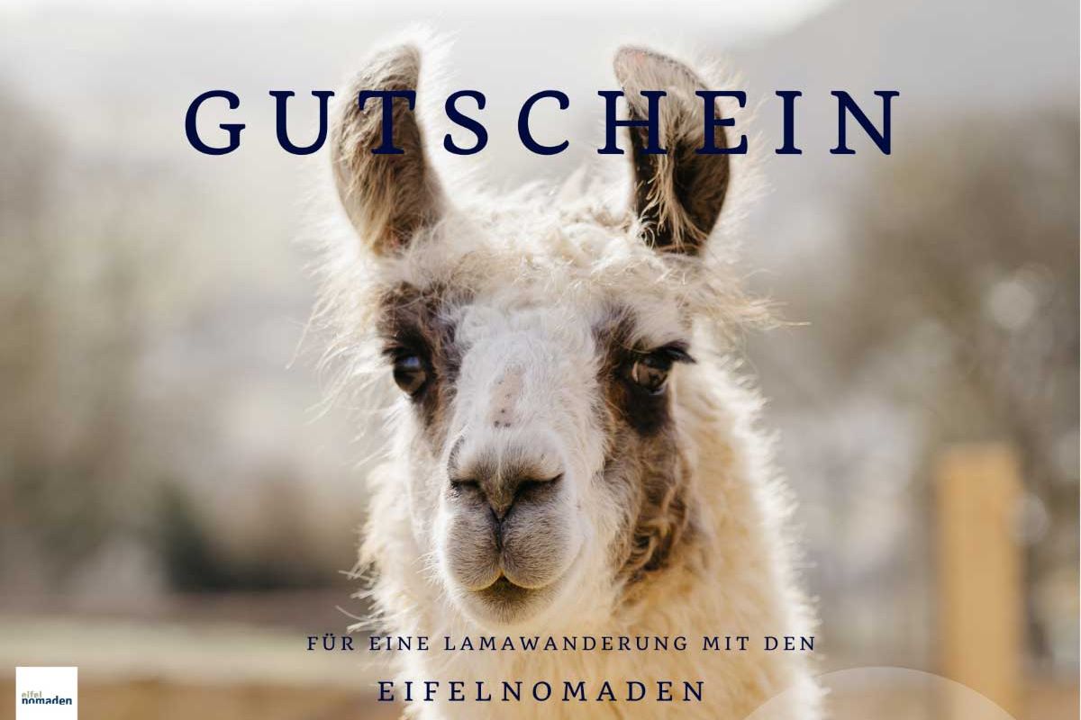 Ein Lama in der Eifel schaut uns mit großen Augen an.