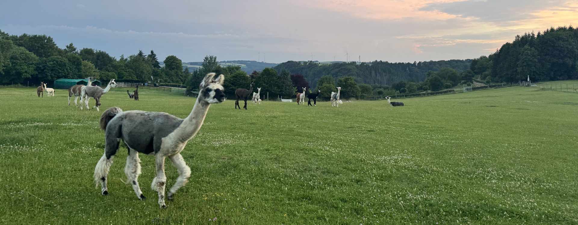 Lamaweide der eifelnomaden in Schönecken (Prümer Land)