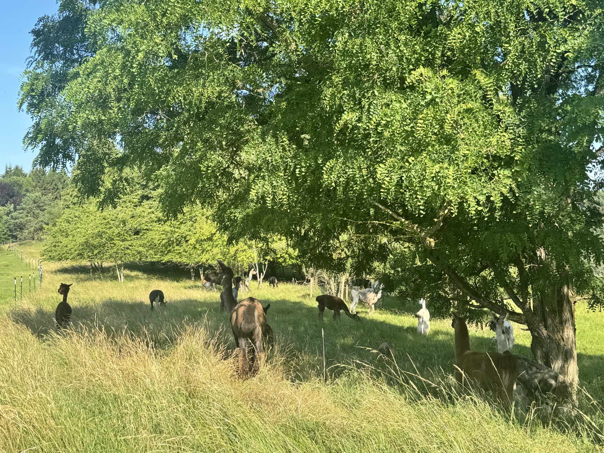 Lamaweide der eifelnomaden in Schönecken (Prümer Land)