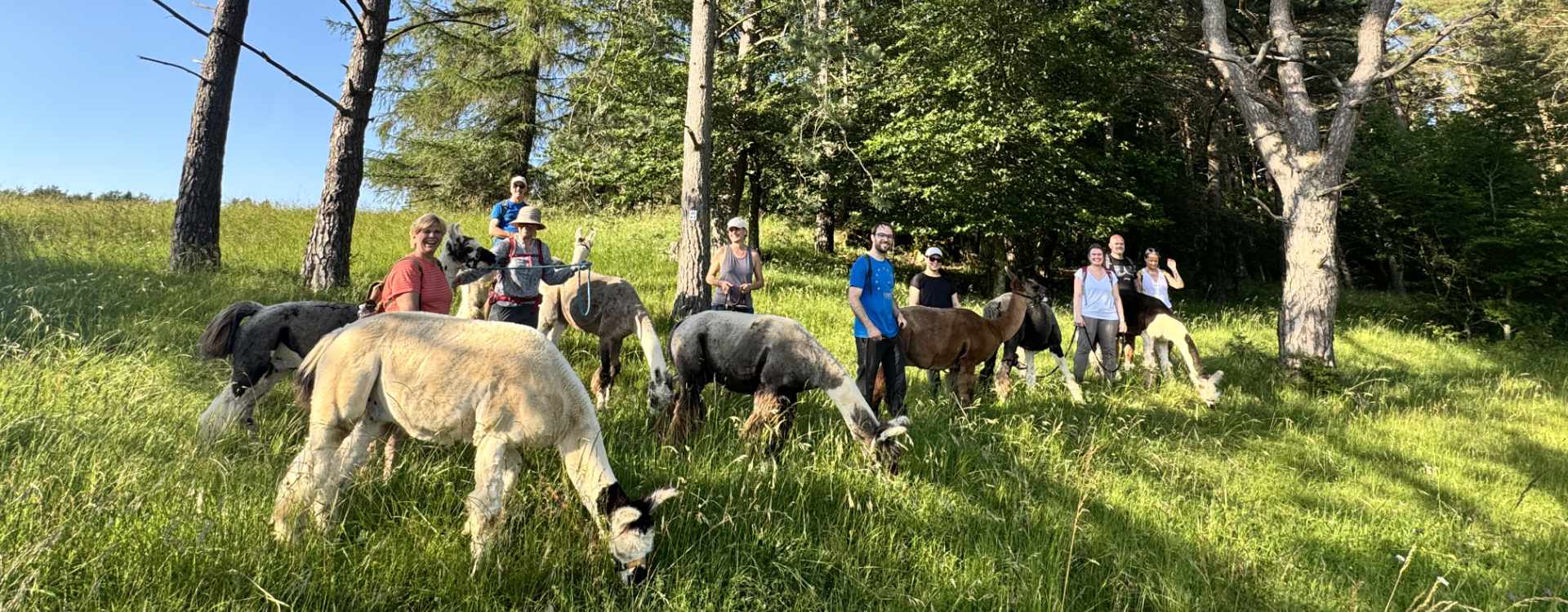 Sommerwanderung Eifel mit Lamas: Pause unter Kiefern
