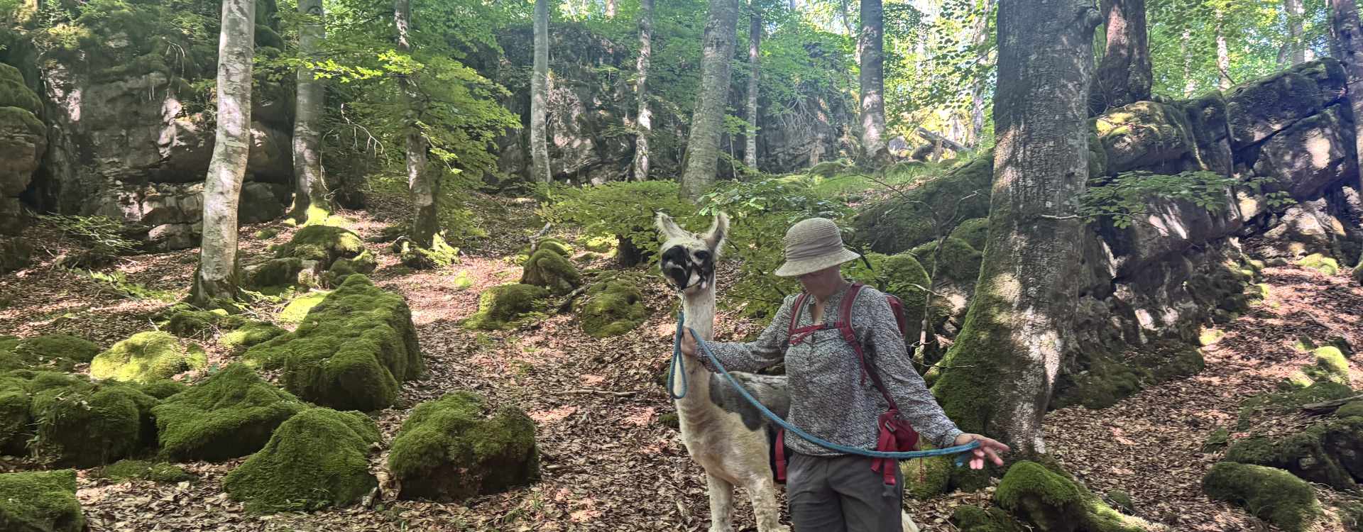 Sommerwanderung mit Lamas in der Eifel: Ein Hut ist praktisch