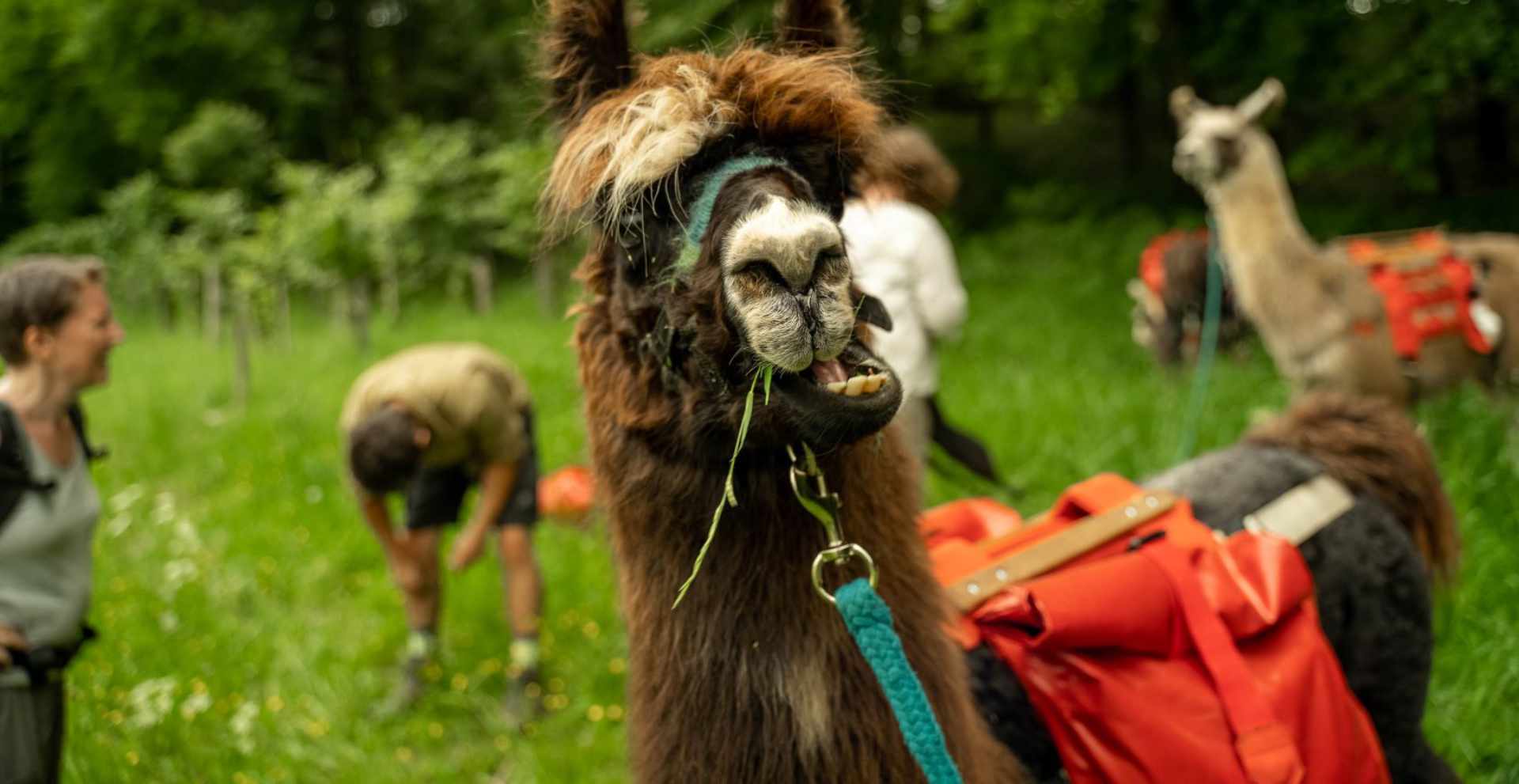 Sommerwanderung mit Lamas in der Eifel: Lama mit Lastensattel
