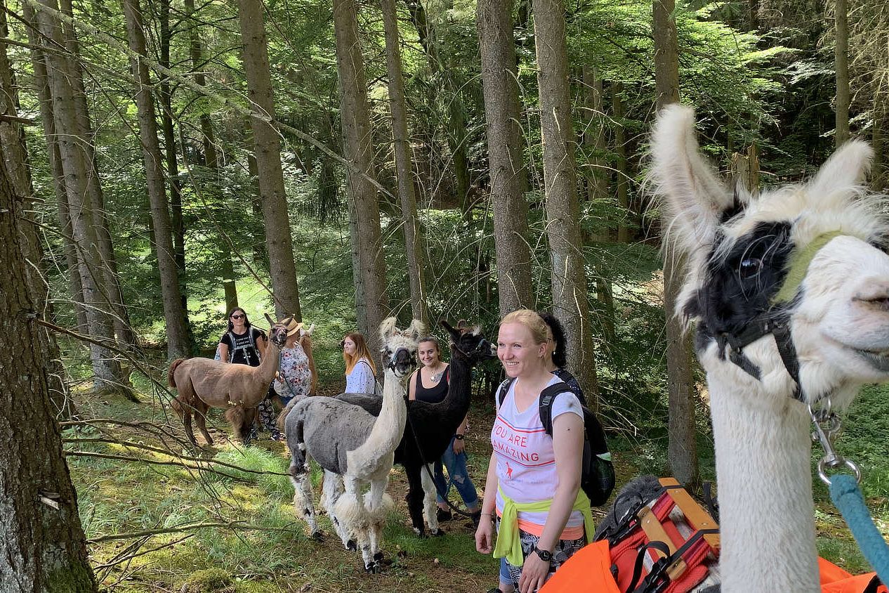 Frauen wandern mit Lamas in einem Fichtenwald